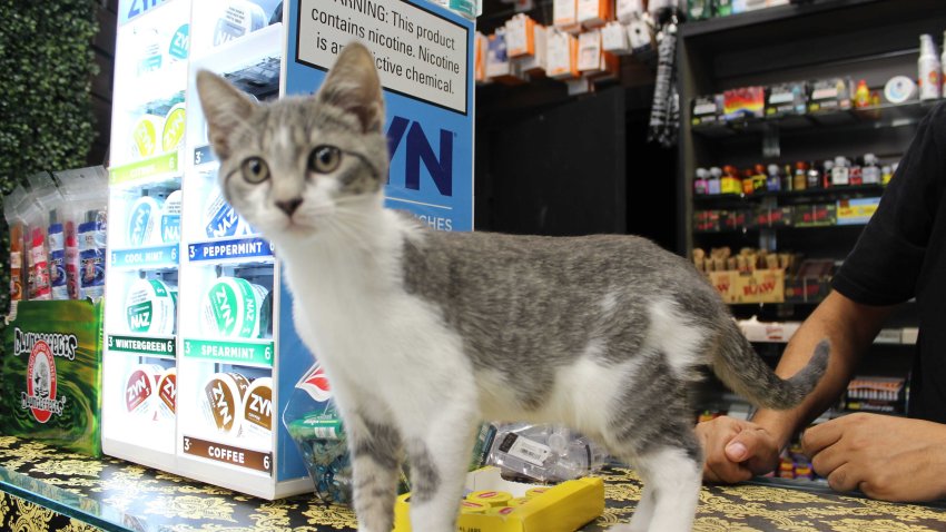 In Manhattan’s Hells Kitchen neighborhood, a 9th Avenue bodega recently adopted 10-week-old Smoky, as way to deter any potential rodents, staff said.